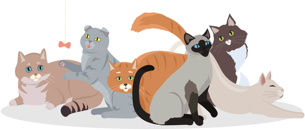 katzenmagazin-header