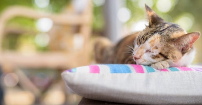 Das Schlafverhalten der Katzen