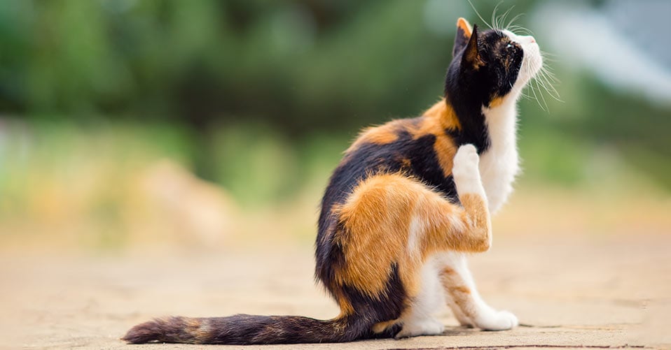 Die 3 Besten Flohmittel Und Zeckenmittel Fur Katzen 21 Im Test Katzenmagazin Com