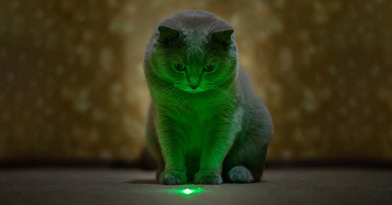 Die 5 Besten Laserpointer für Katzen (2022) im Test!