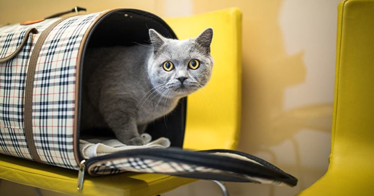 Die 4 Besten Transporttaschen Für Katzen (2023) Im Test!